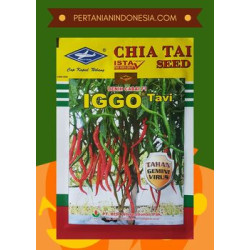 Benih Cabe Iggo Tavi