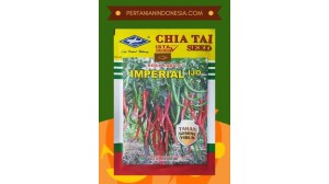 Benih Cabe Imperial Ijo