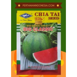 Benih Semangka Big Classic 