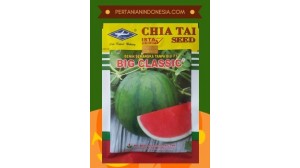 Benih Semangka Big Classic 
