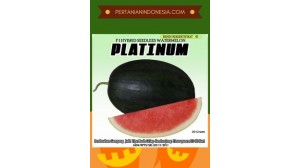 Benih Semangka Platinum
