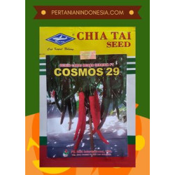 Benih Cabe Cosmos 29 F1