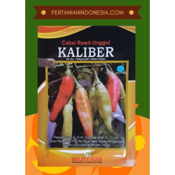 Benih Cabe Kaliber