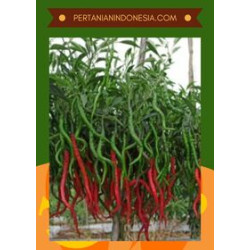 https://pertanianindonesia.com/image/cache/catalog/produk/Cabe%20Keriting%20Tangguh-250x250.jpg