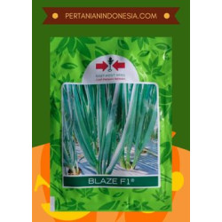 Benih Daun Bawang Blaze