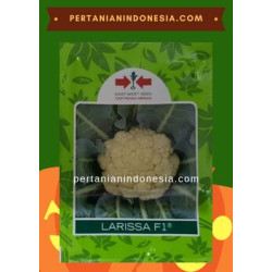 Benih Kembang Kol Larissa