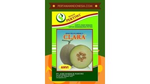 Benih Melon Clara