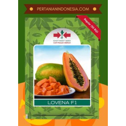 Bibit Pepaya California Panah Merah Lovena