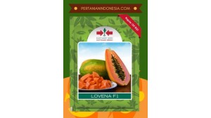 Bibit Pepaya California Panah Merah Lovena