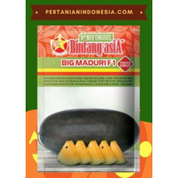 Benih Semangka Big Maduri