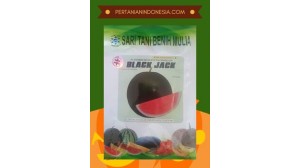 Semangka Tanpa Biji Black Jack
