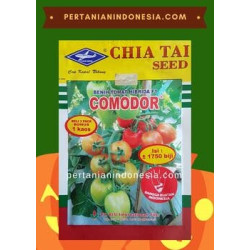Benih Tomat Comodor