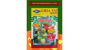 Benih Tomat Comodor