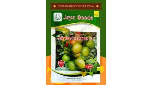 Benih Tomat Optimis