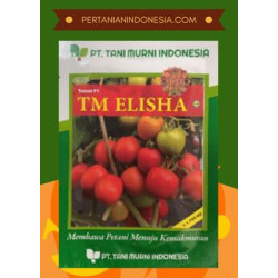 Benih Tomat TM Elisha