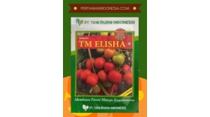 Benih Tomat TM Elisha
